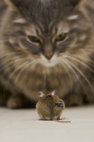 Face to face between a cat and a mouse