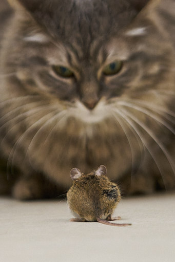Animals