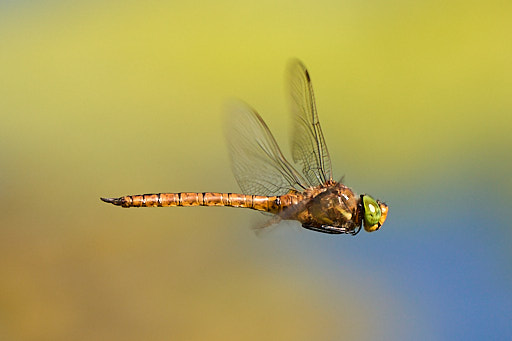 Flying dragonfly