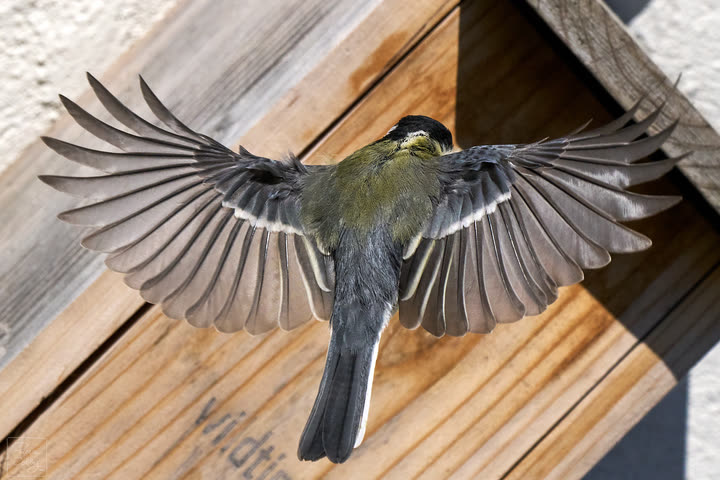 Flying great tit