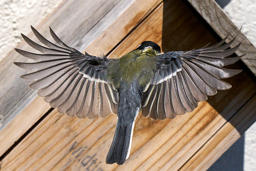 Flying great tit