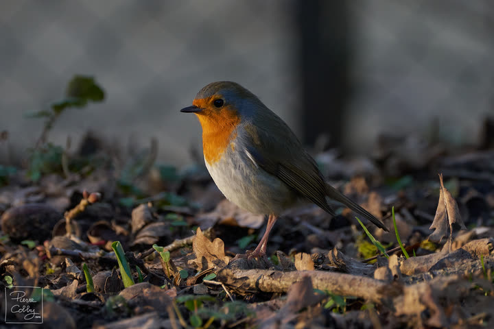 Robin during golden hour