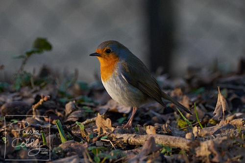 Robin during golden hour