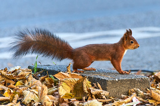 Squirrel standing on the ground