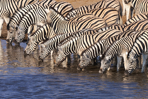 A herd of zebras drinking at the watering hole