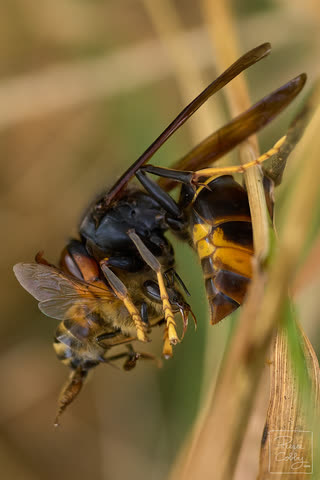 Asian hornet holding and killing a honeybee on a dry grass stem