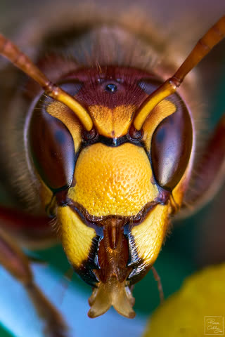 A macro photography of a European hornet