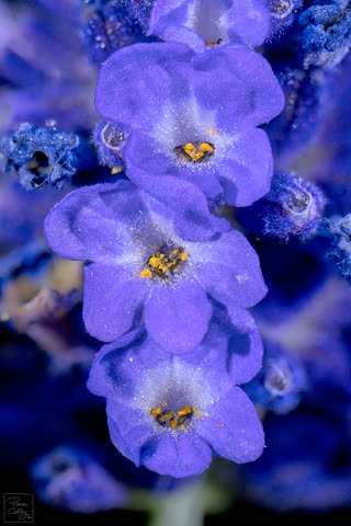 A macro photography of a lavender flower