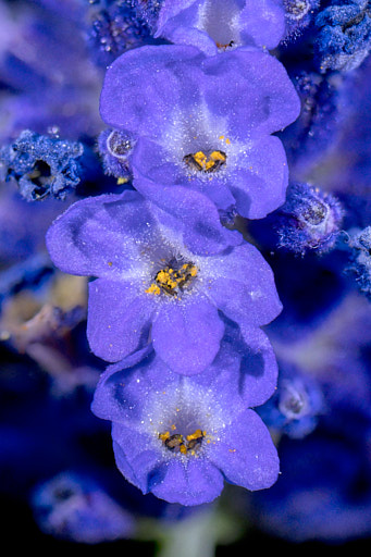 A macro photography of a lavender flower