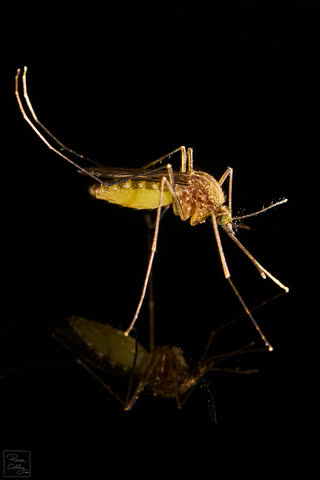 A macro photography of a mosquito (culex)