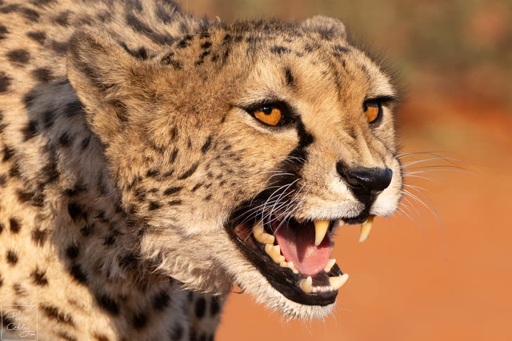 Close-up of a snarling cheetah
