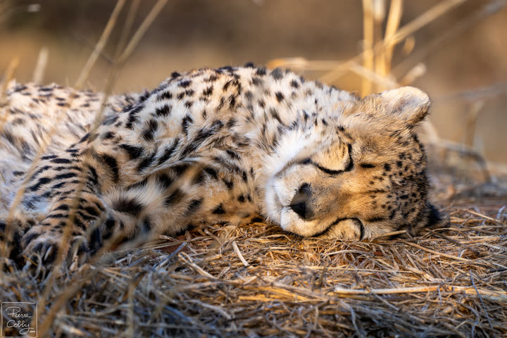 Cheetah lying asleep in golden grass