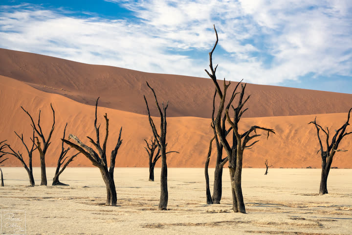 Dead camel thorn trees in front of red dunes, Deadvlei