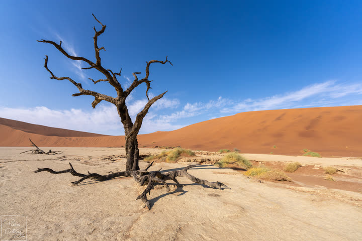 Lone dead tree on the white clay pan of Deadvlei