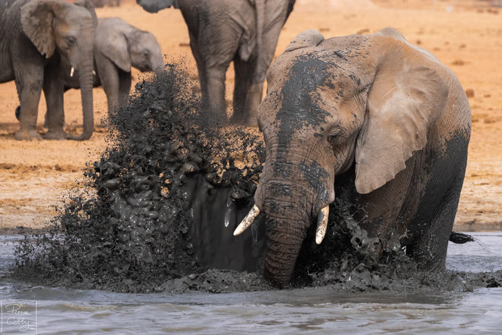 Elephant splashing mud at a waterhole, Etosha National Park