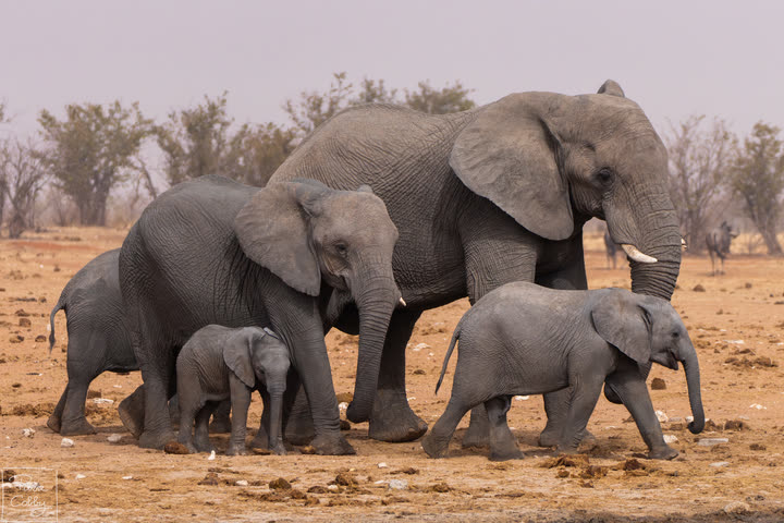 Family of elephants with calves walking through the dust, Etosha National Park
