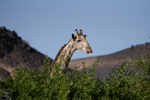 Girafe