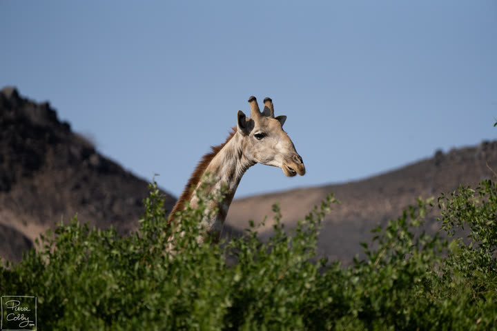 Giraffe peering over green bushes