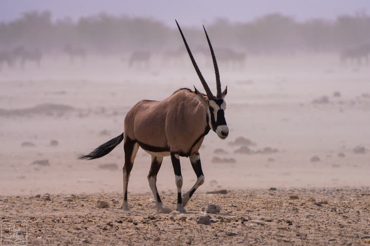 Oryx walking through a dusty plain