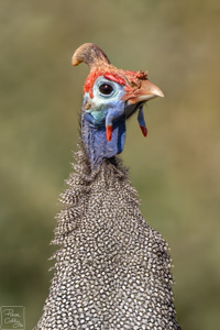 pintade