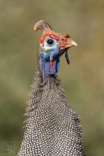 Namibia: helmeted guineafowl