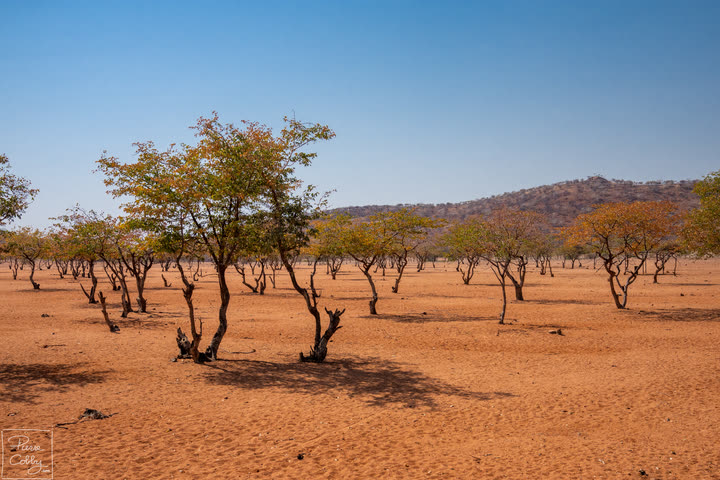 Acacia trees scattered across red sand under a blue sky