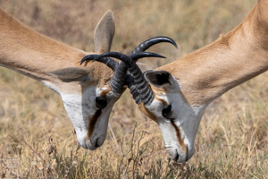 Springbok