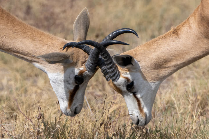 Two springboks locking horns