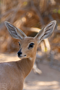 Steenbok