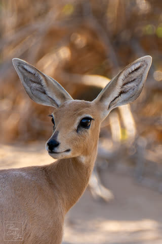 Steenbok antelope with large ears looking at the camera