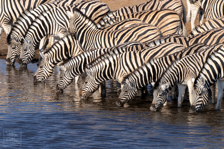 Herd of zebras drinking side by side at a waterhole