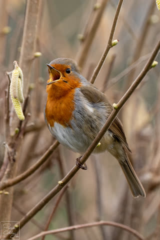 European robin singing on a bare branch