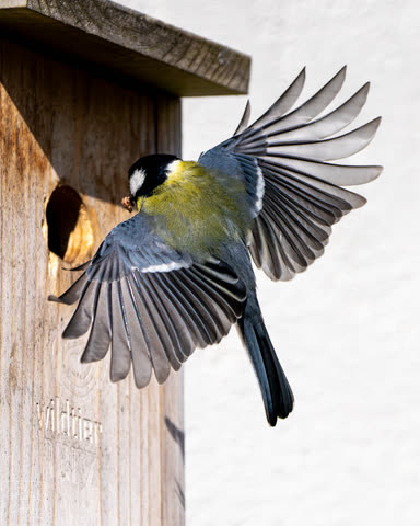 Great tit flying out of a wooden nest box