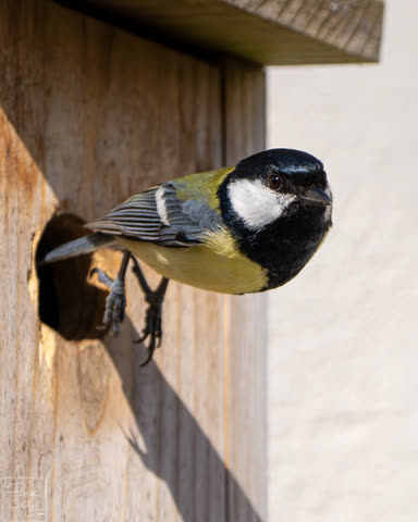 Great tit perched at the entrance of a wooden nest box