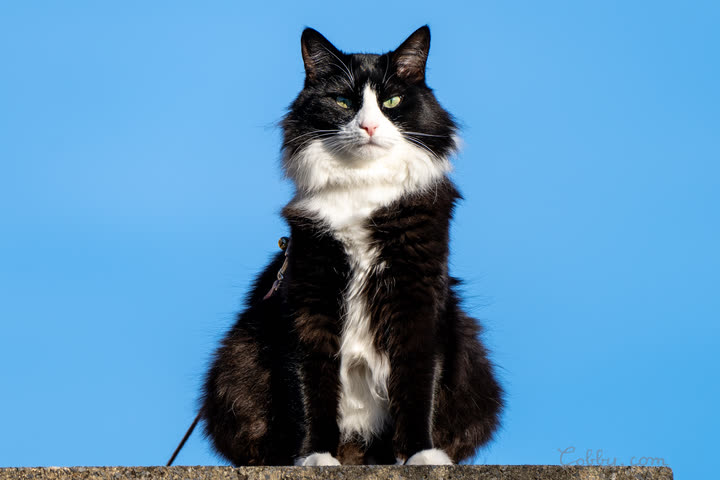 Black and white cat sitting against a blue sky