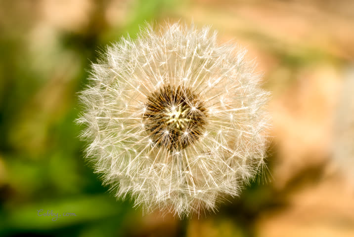 Dandelion seed head on a soft green background