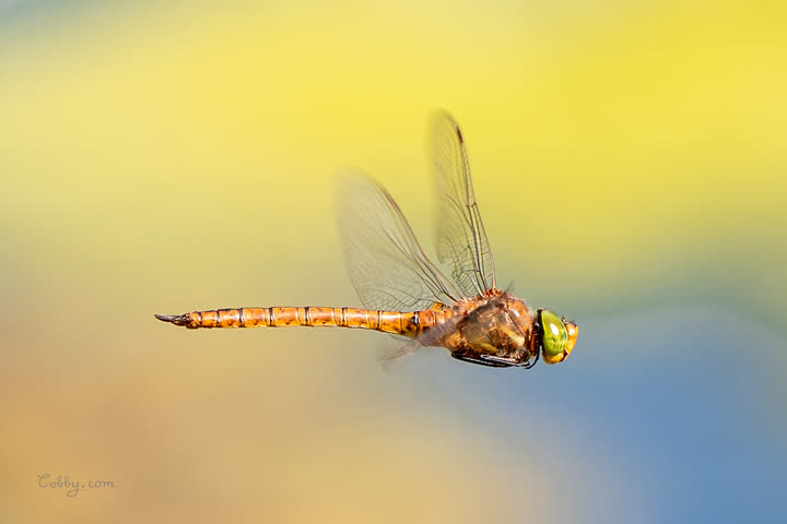 Dragonfly in flight against a yellow and blue background