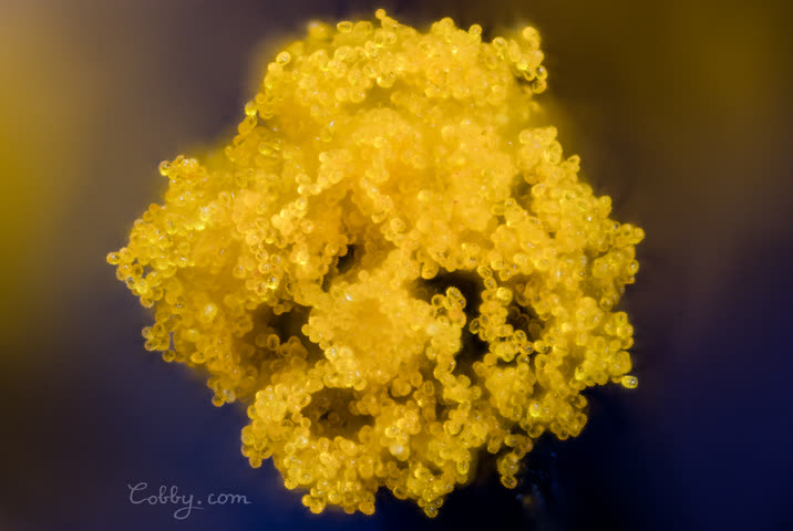 Close-up of a fluffy yellow flower full of pollen