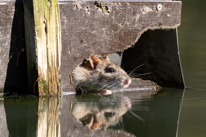 Rat peeking out of a hole above the water, reflected below