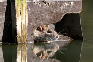 Rat