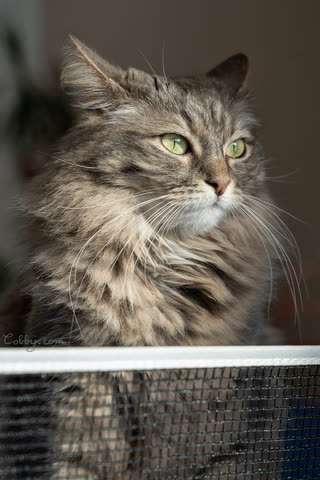 Portrait of a long-haired tabby cat with green eyes