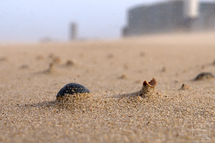 Seashells half-buried in wind-blown sand, Ostend