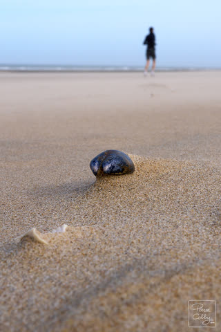Mussel shell in the sand with a lone walker in the distance, Ostend