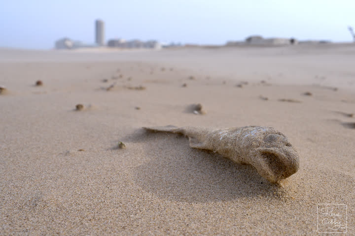 Driftwood shaped by the wind on the sand, Ostend