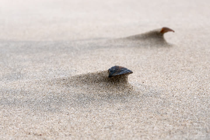 Shells sheltering the sand from the wind, Ostend